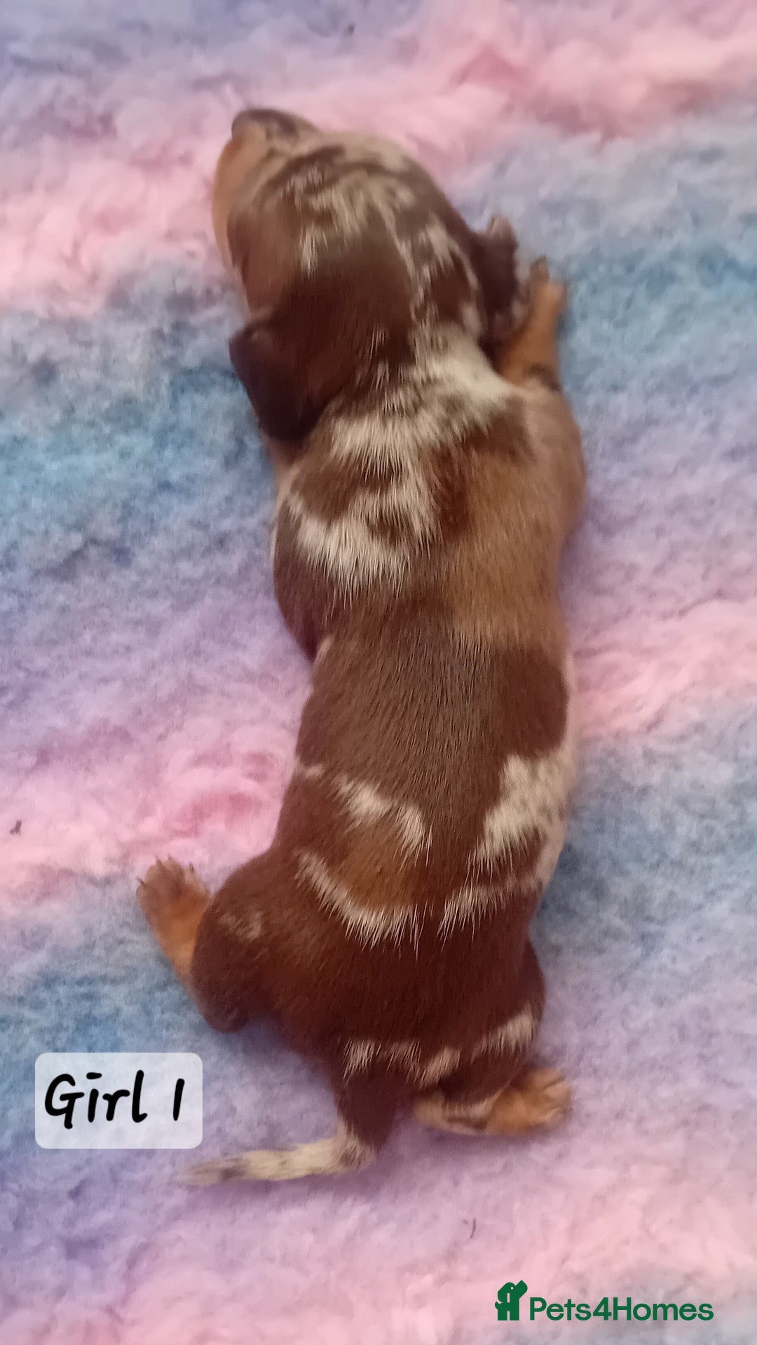 Miniature Dachshund dogs for sale: Miniature Daschund Puppies - Image 2