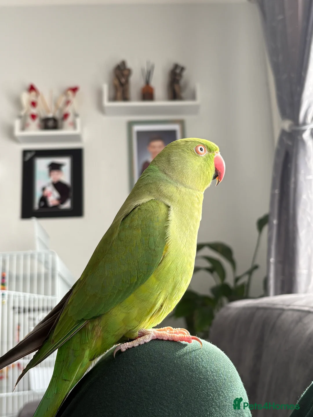 Ringnecks birds for sale: Female Indian ring neck for sale,Negotiable price. - Advert 2