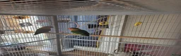 Lovebirds birds for sale: Peach face love birds  - Advert 4