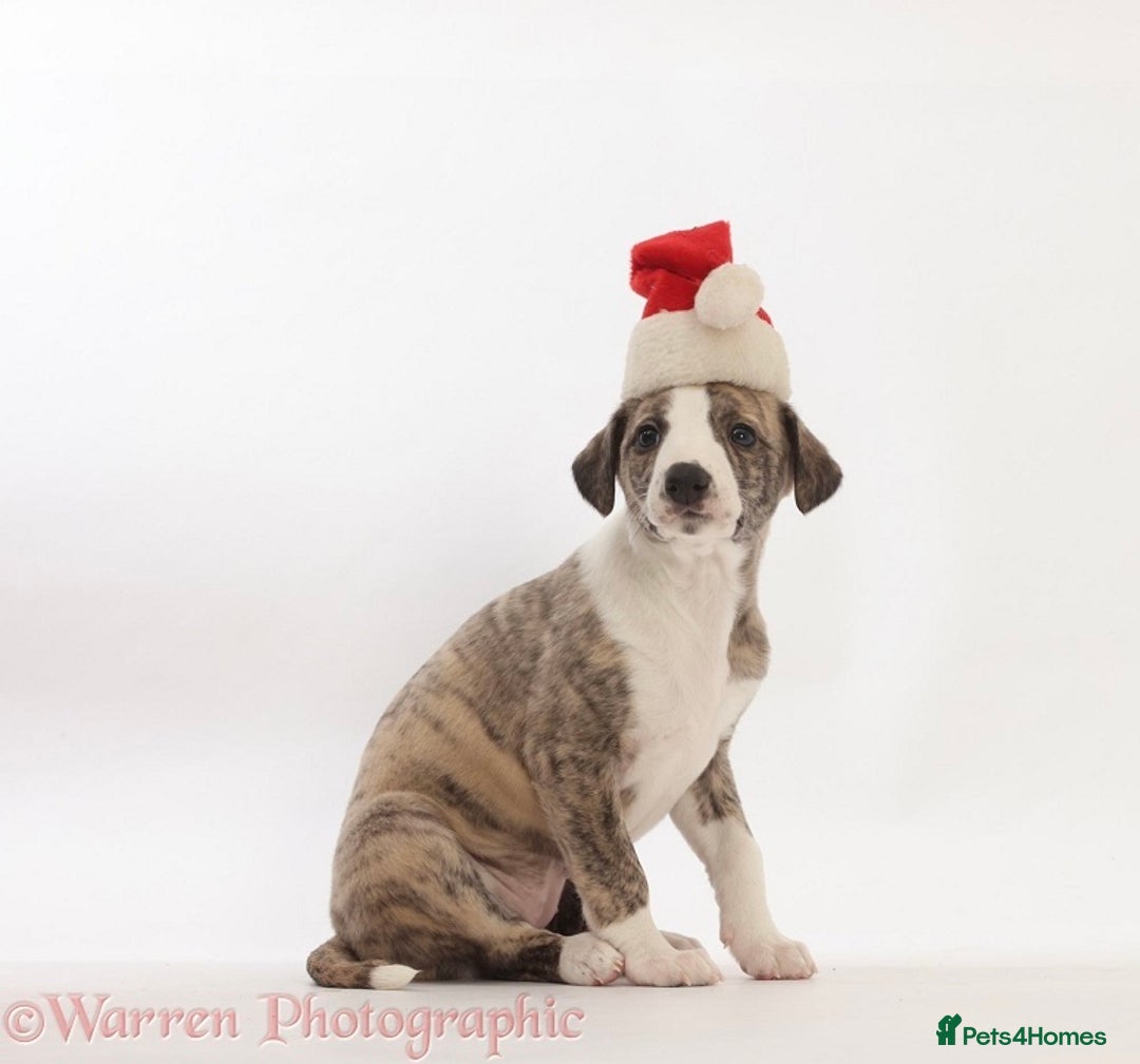 Whippet dogs for sale: Adorable kennel Club registered little Girl  - Advert 1