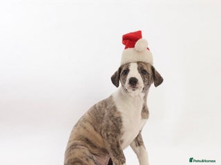 Whippet dogs Adorable kennel Club registered little Girl - Advert 3