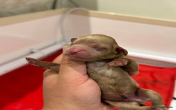 Cavapoo dogs for sale: F1 cavapoo puppies heath tested  - Image 13