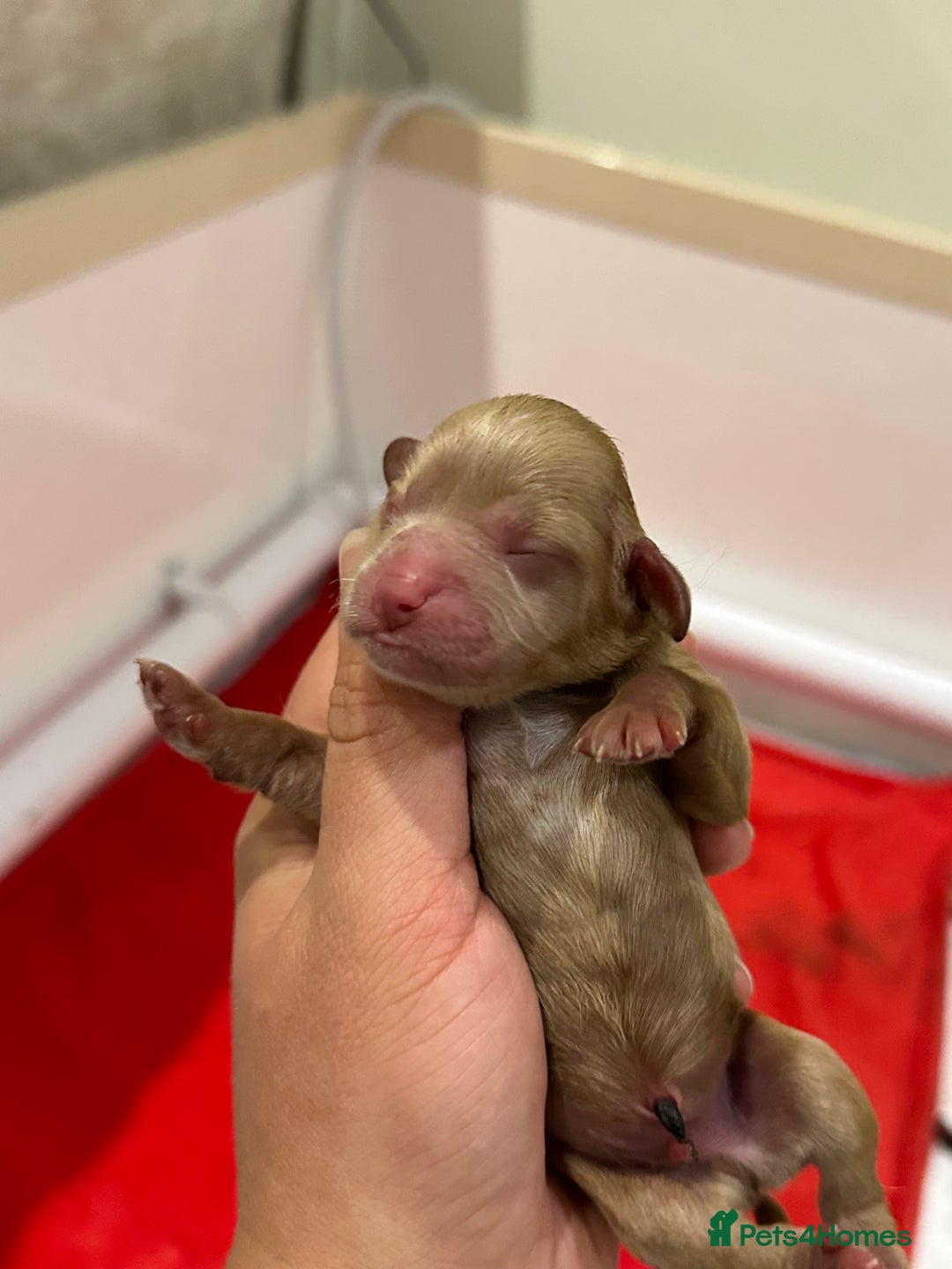 Cavapoo dogs for sale: F1 cavapoo puppies heath tested  - Image 13