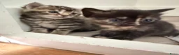 Mixed Breed cats for sale: Beautiful/cuddling kitten - PICK ME in London - Advert 3