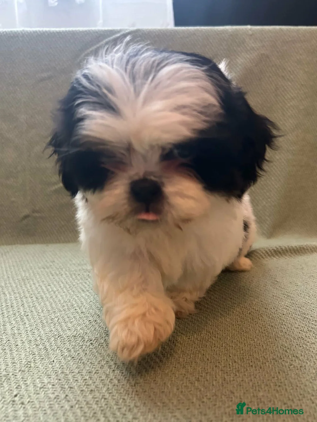 Shih Tzu dogs for sale: Shih Tzu Puppies For Sale 🐶🤎 - Advert 8