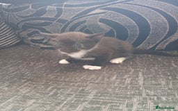 Mixed Breed cats for sale: 🐾Last Kitten – Black & White Boy Ready Now🐾 - Image 10