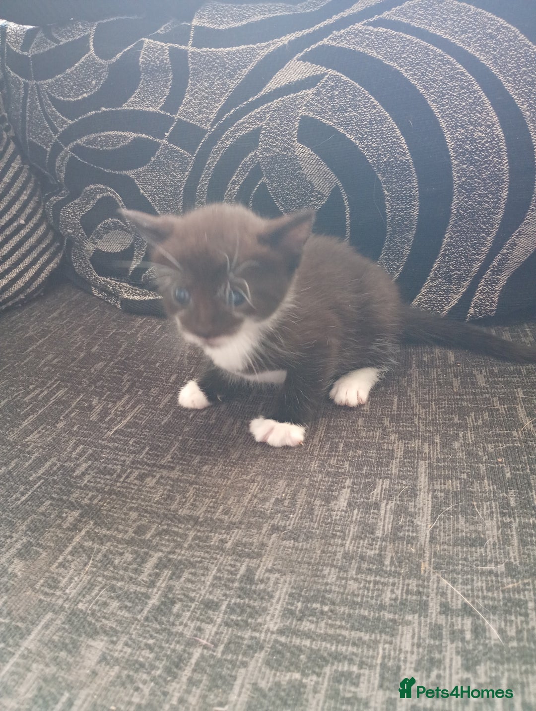Mixed Breed cats for sale: 🐾Last Kitten – Black & White Boy Ready Now🐾 - Image 10