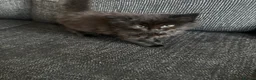 British Shorthair cats for sale: 6 black kittens - Advert 2