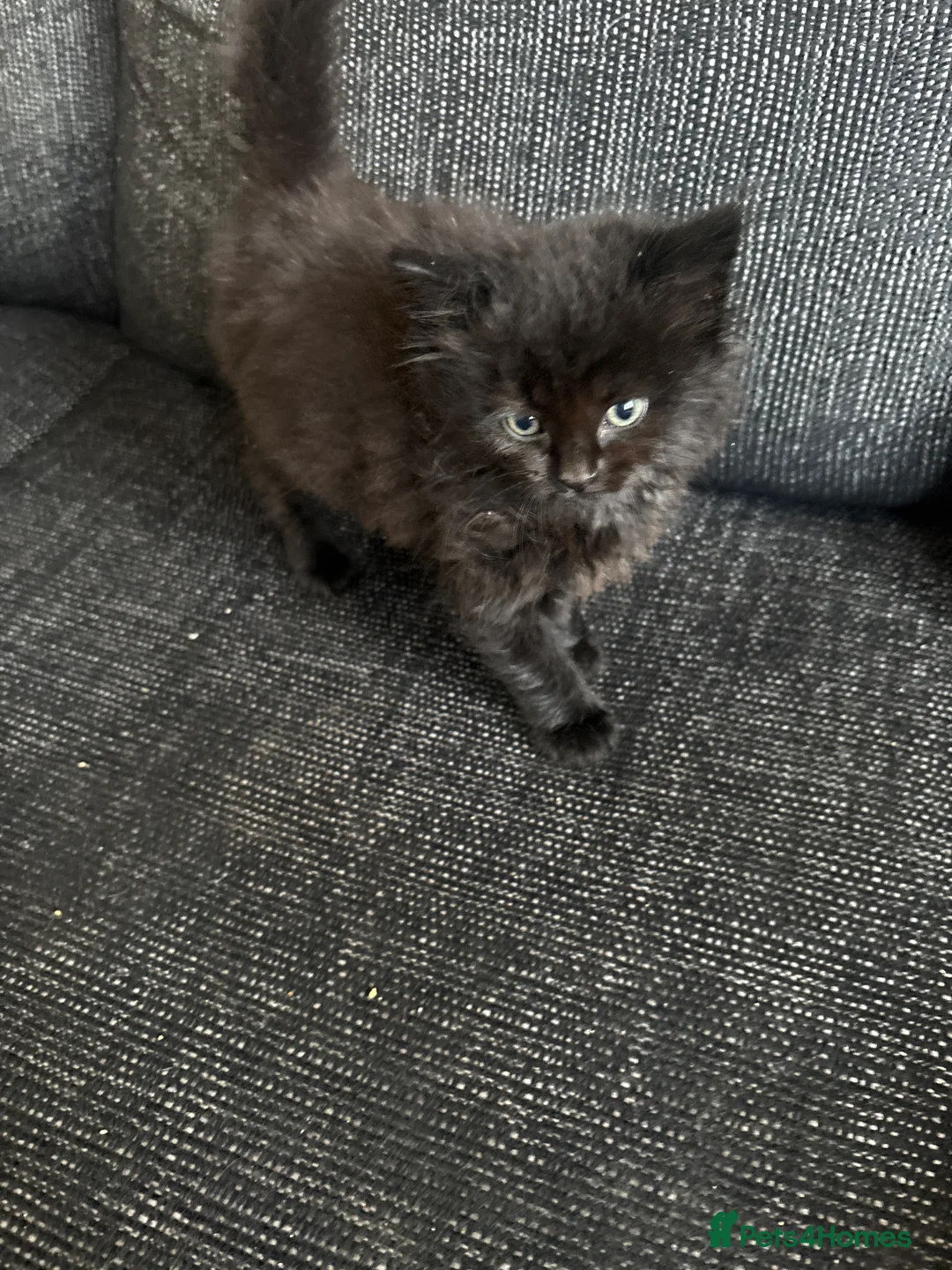 British Shorthair cats for sale: 6 black kittens - Advert 2