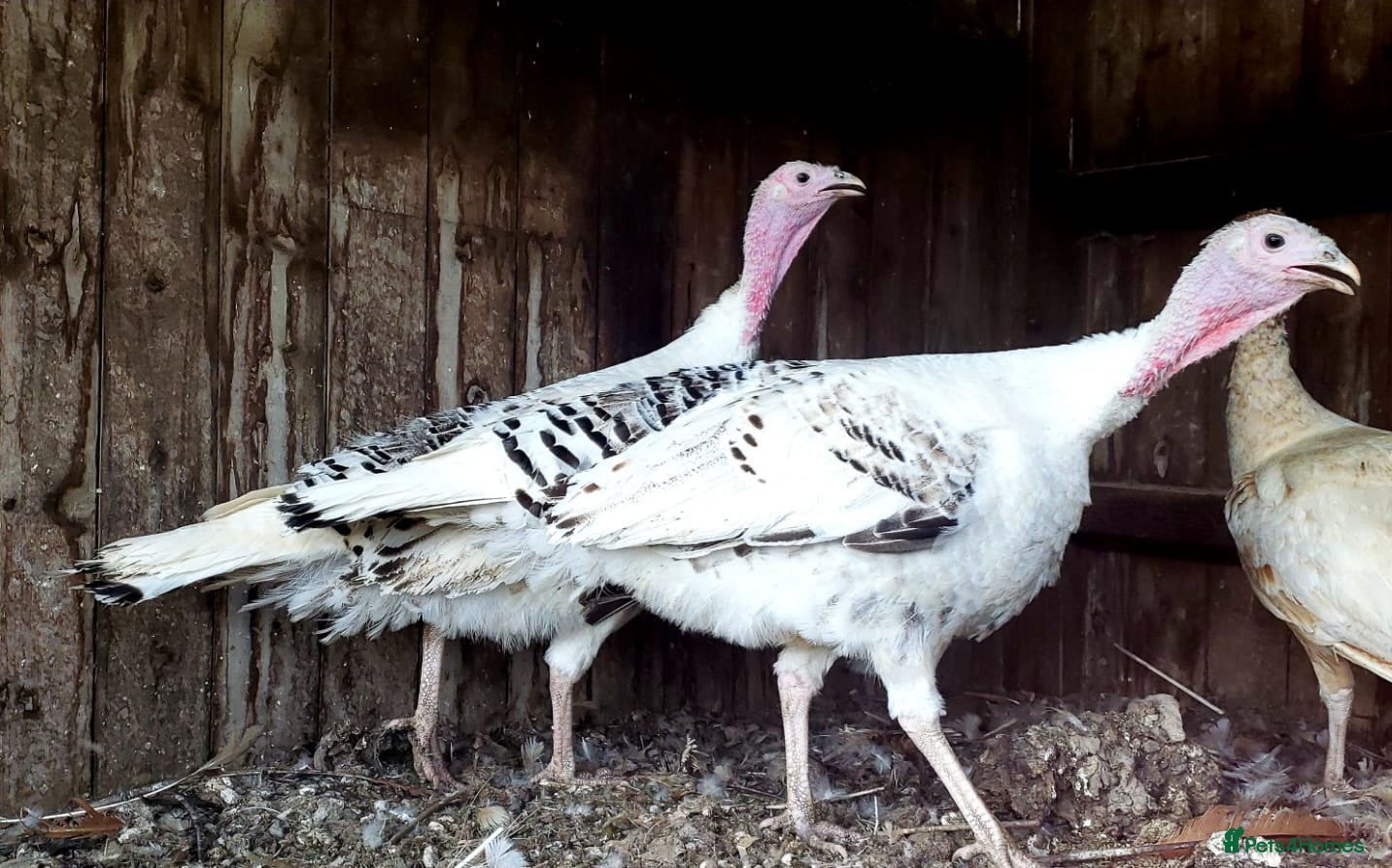 Turkeys poultry Turkey Chicks, different types, pure colours - Advert 2