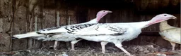 Turkeys poultry for sale: Turkey Chicks Available, pure colours - Advert 6