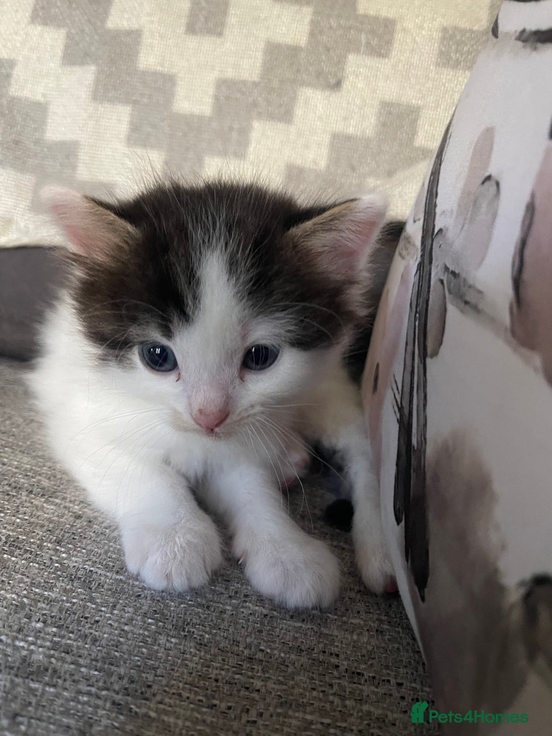 Mixed Breed cats for sale: Mixed /Ragdoll - Image 3