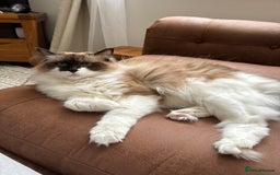 Ragdoll cats for sale: Ragdoll - very affectionate, sadly needs new home - Image 2