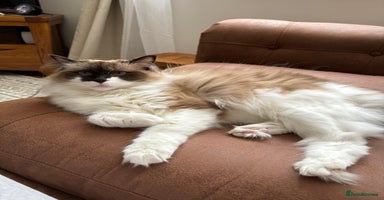 Ragdoll cats - Advert 1