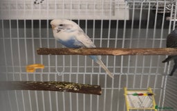 Budgerigars birds for sale: Budgies & Setup For Sale - Image 3