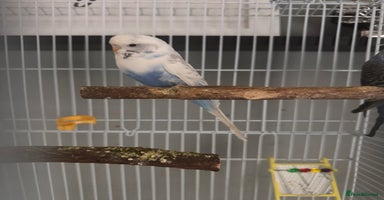Budgerigars birds - Advert 5