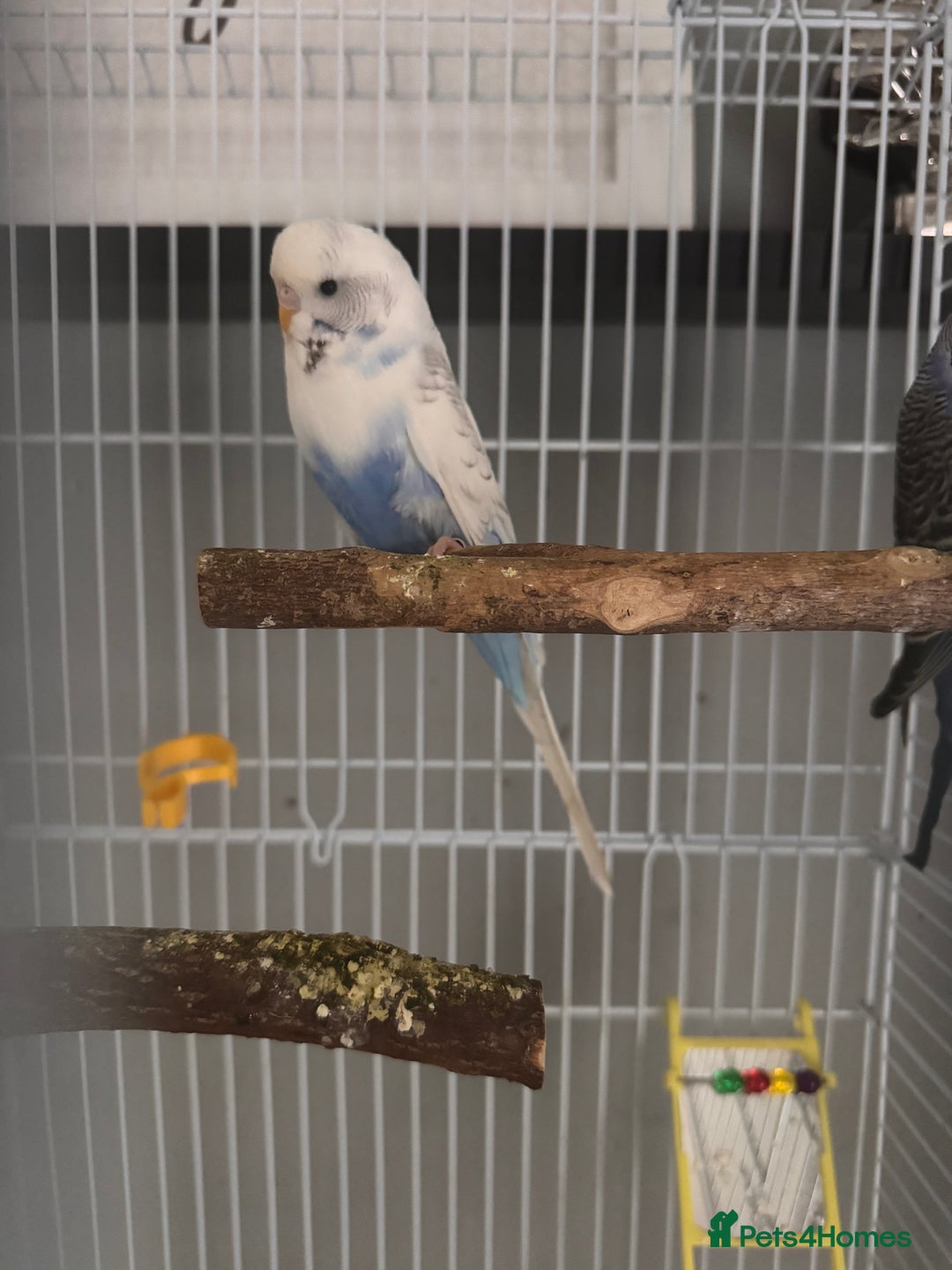 Budgerigars birds for sale: Budgies & Setup For Sale - Image 3