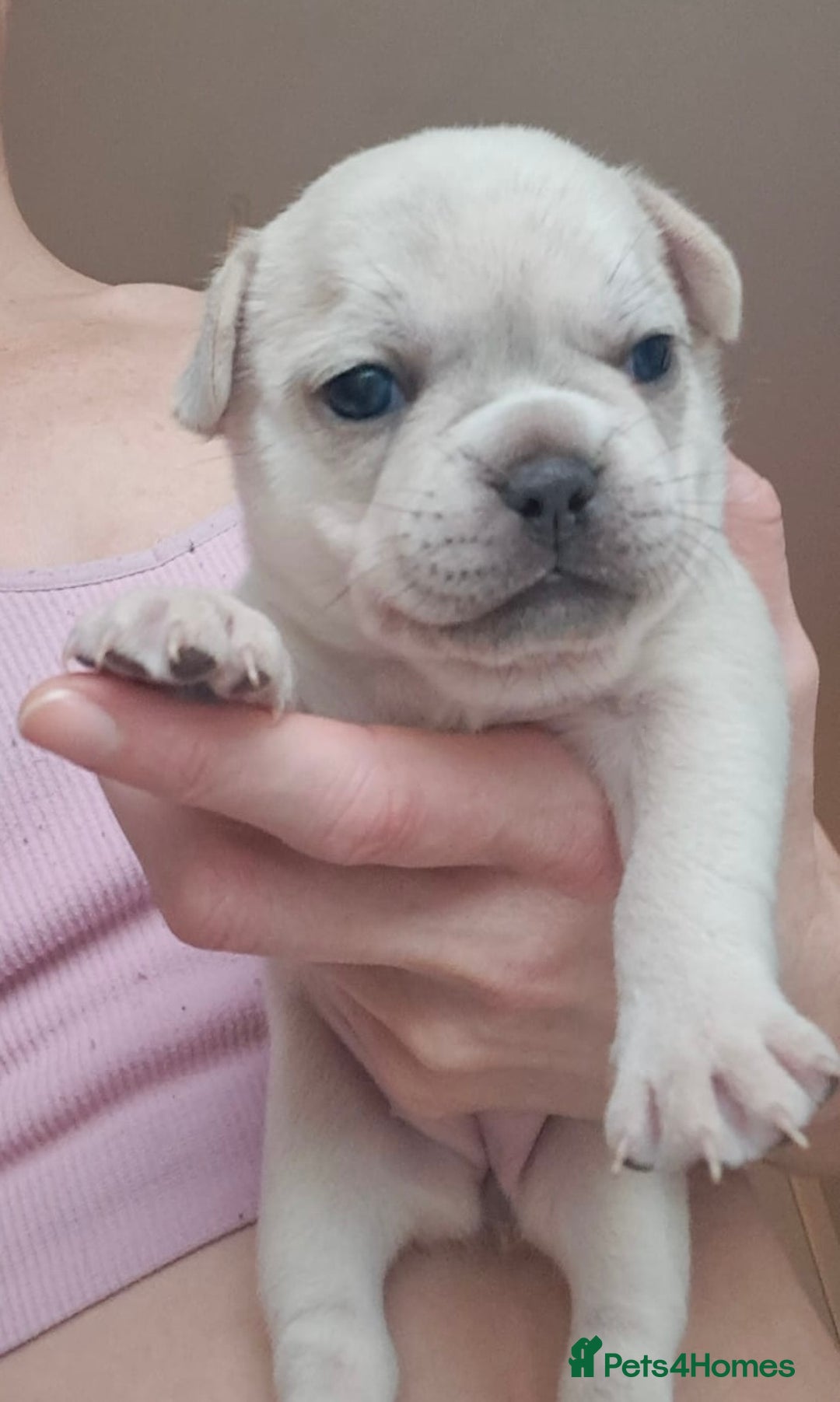 French Bulldog dogs for sale: Chunky french bulldog - Image 19