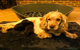 Cocker Spaniel dogs for sale: ❤️ Beautiful cocker spaniel puppies for sale ❤️ - Image 12