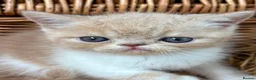 Exotic cats for sale: Chunky exotic female kitten - Advert 8
