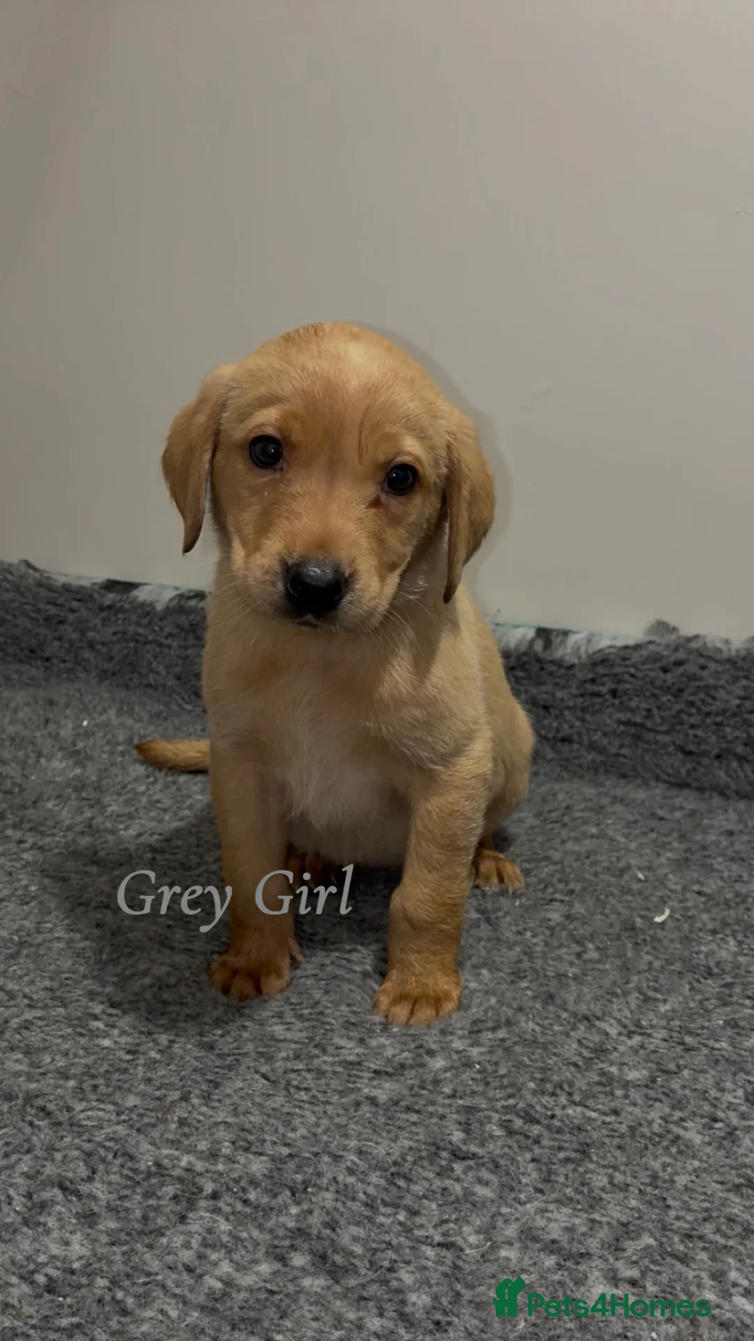 Labrador Retriever dogs for sale: 🐾 Exceptional KC Reg Labrador Puppies 🐾 - Advert 13