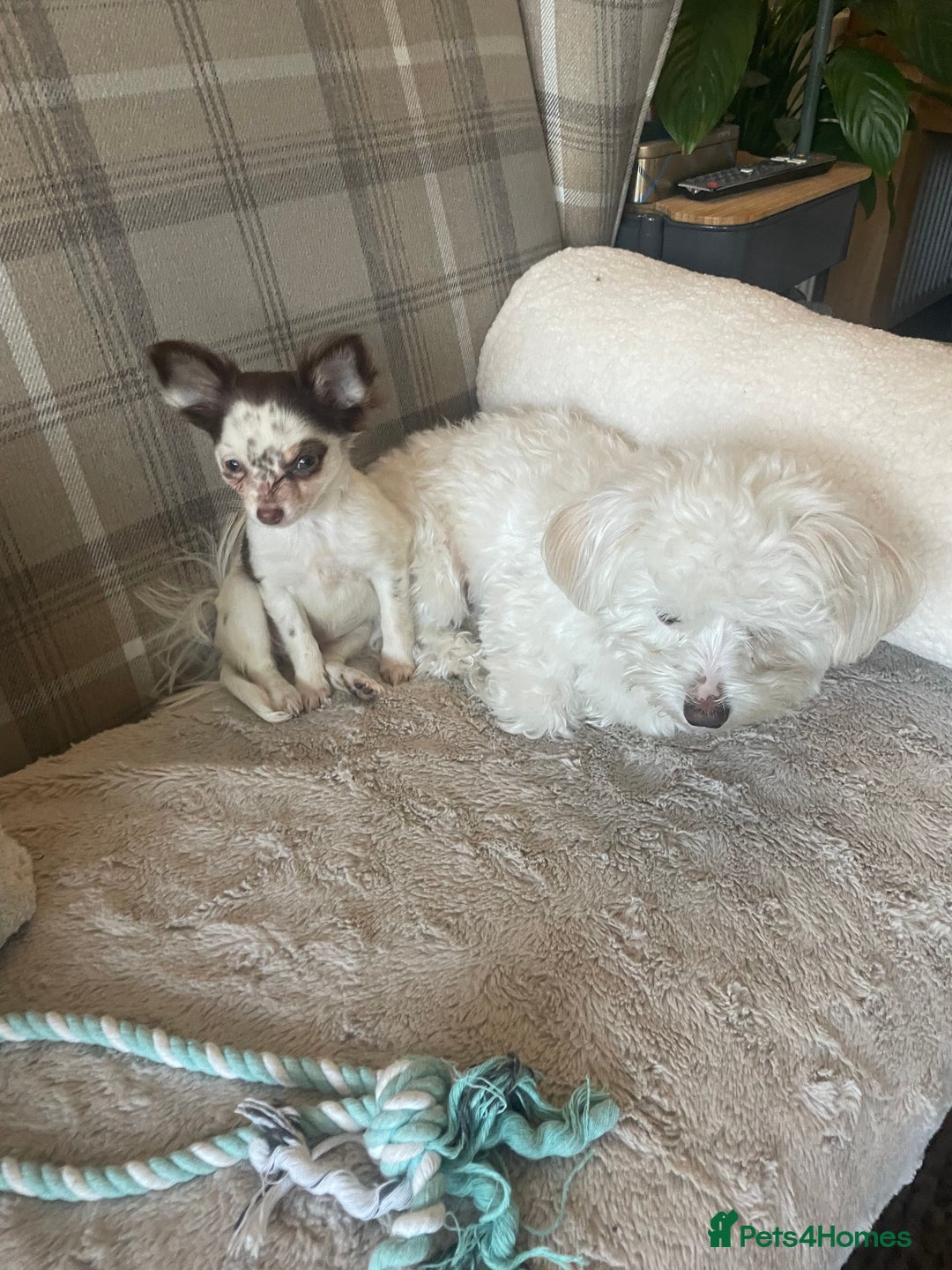 British Longhair cats for sale: Teddy  - Advert 2