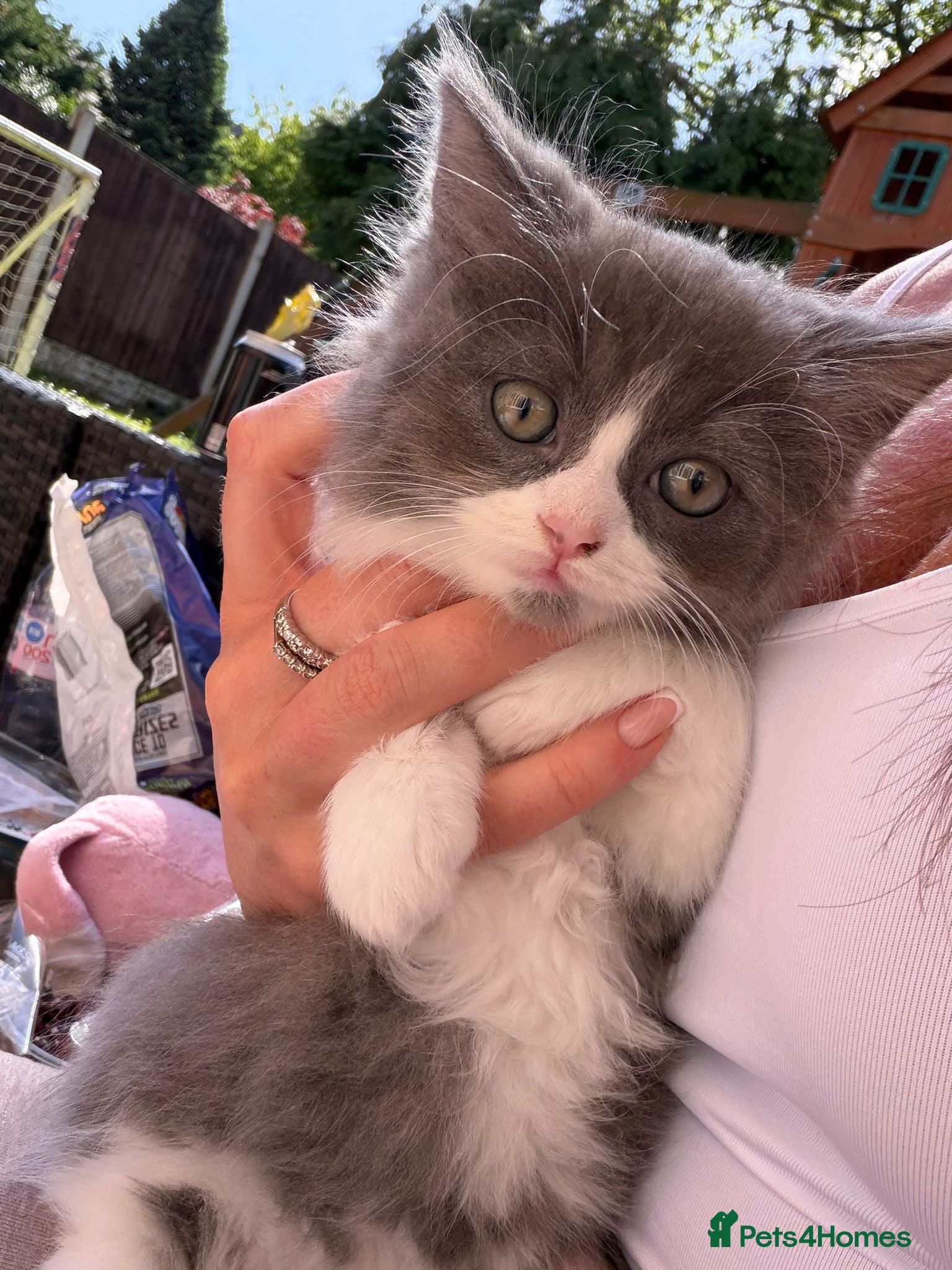 British Longhair cats Beautiful chunky British longhair ready now - Advert 1