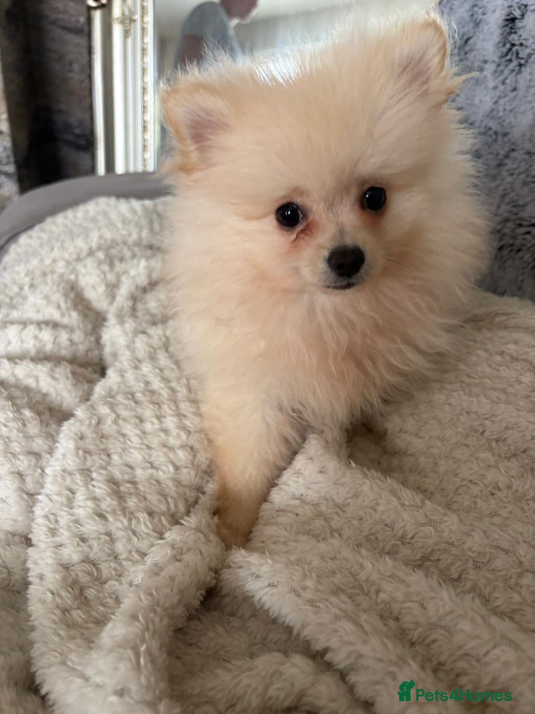 Pomeranian dogs for sale: ** Pomeranian Puppies 🐶🤍🐻🤎 - Image 17