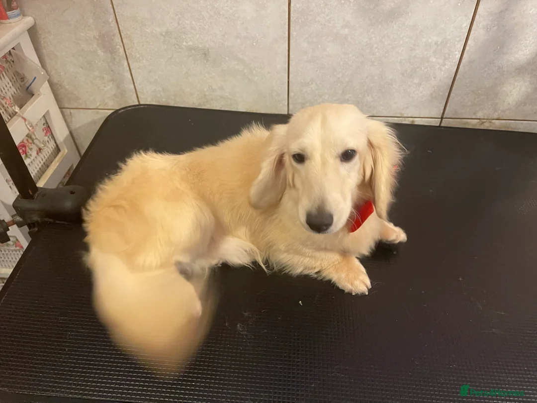 Miniature Dachshund dogs for stud: KC  Cream long haired Dachshund for stud  in Rugby - Advert 3