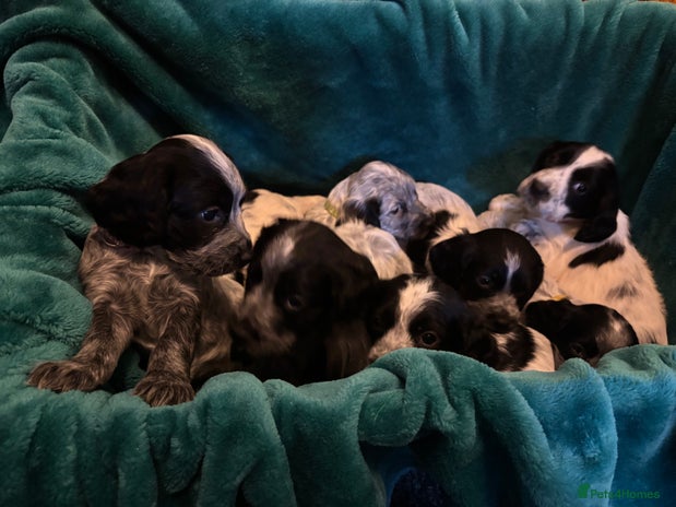 Cocker Spaniel dogs - Advert 4