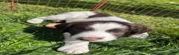 English Springer Spaniel dogs for sale: Springer spaniel puppies  in Okehampton - Advert 7