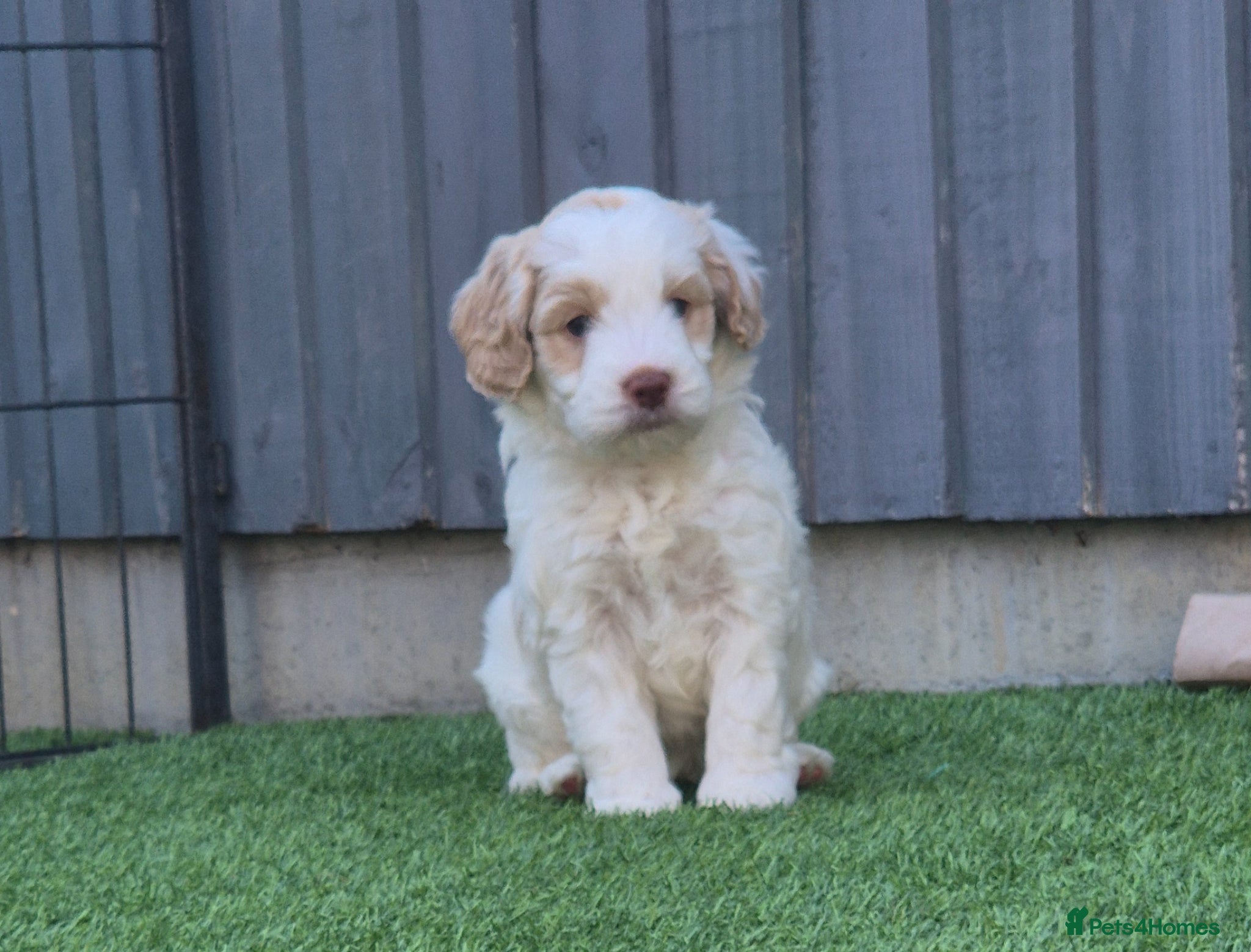 Australian Labradoodle dogs Australian Medium Labradoodles - Advert 5
