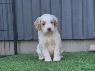 Australian Labradoodle dogs Australian Medium Labradoodles - Advert 1