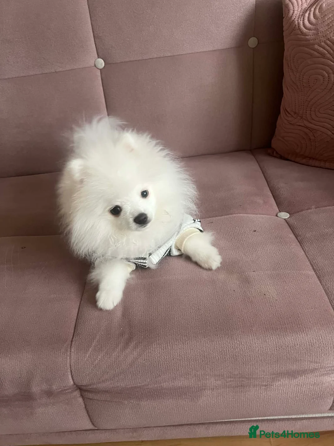 Pomeranian dogs for sale: Pomarian✅ - Advert 2