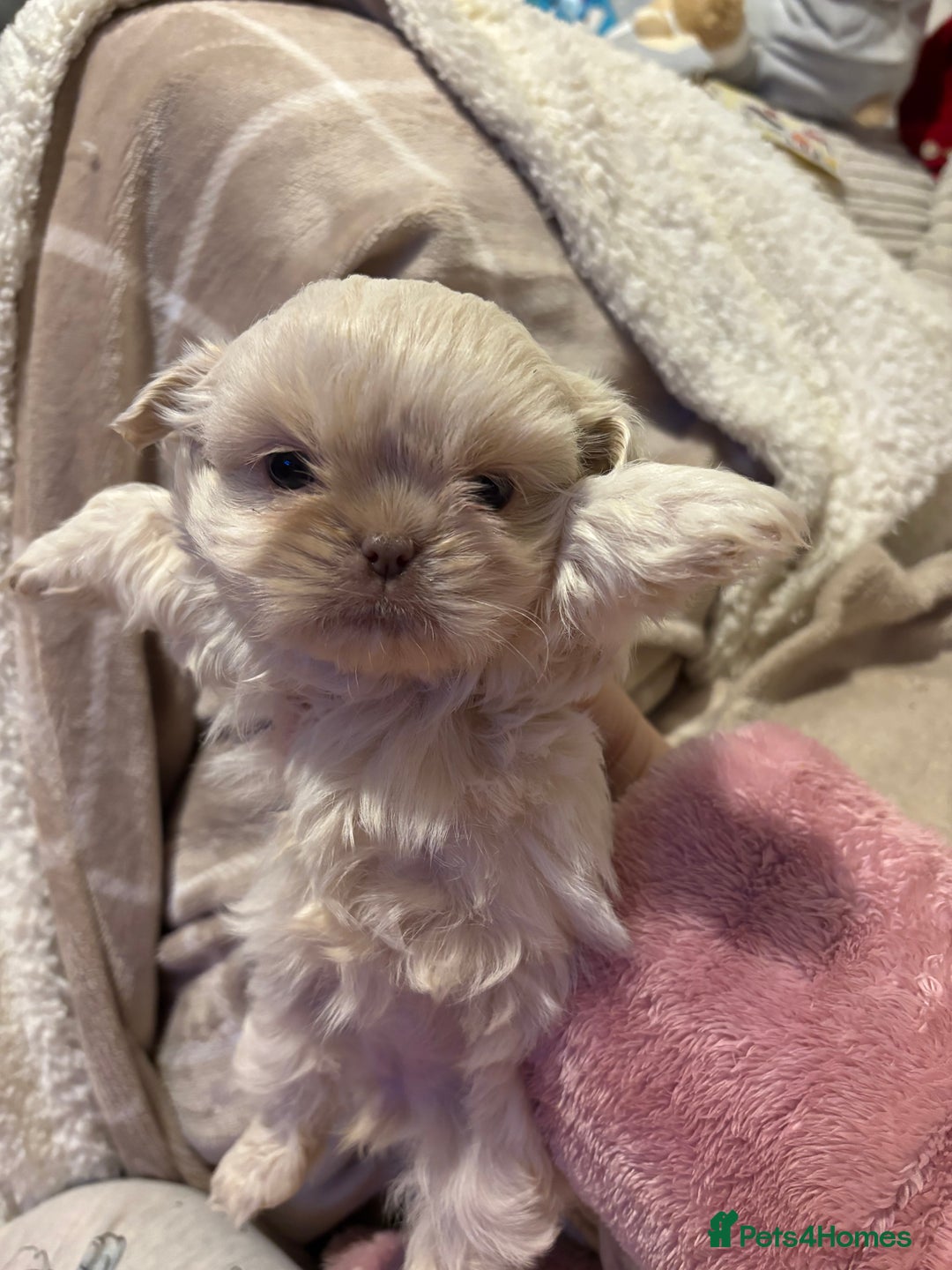 Shih Tzu dogs for sale: Beautiful Shih Tzu puppies - Advert 7