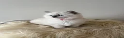 Ragdoll cats for sale: 🐾 Beautiful Ragdoll Kittens – Ready to Leave 🐾 - Advert 3