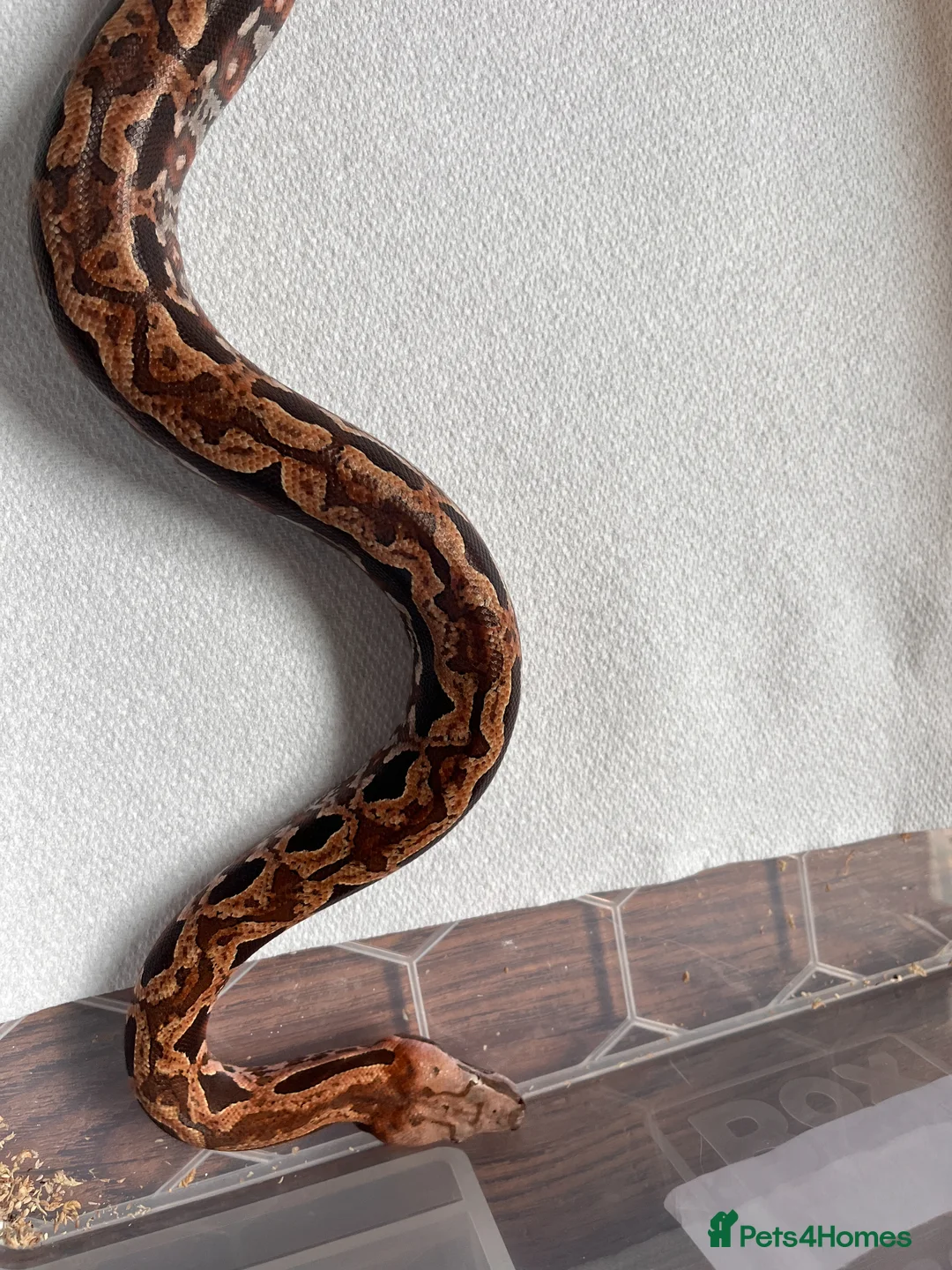 Boa Snake reptiles for sale: Madagascar ground boas babies in Camberley - Advert 5
