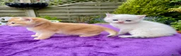 British Shorthair cats for sale: Golden, Golden Colourpoint & Silver Tipped - Advert 17