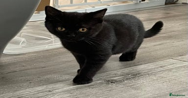 British Shorthair cats - Advert 4