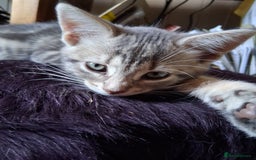 Mixed Breed cats for sale: UNIQUE SILVER/BLUE BENGAL X RUSSIAN BLUE KITTENS  - Image 9