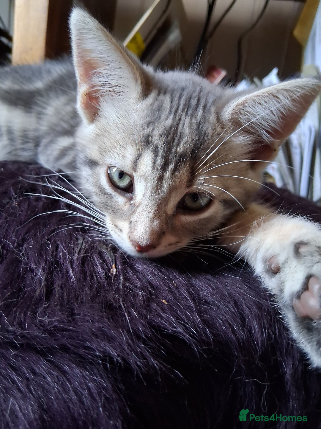 Mixed Breed cats for sale: UNIQUE SILVER/BLUE BENGAL X RUSSIAN BLUE KITTENS  - Image 9