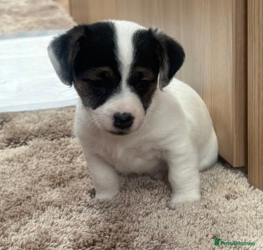 Jack Russell dogs for sale: Gorgeous short-legged Jack Russell Puppies! - Advert 7