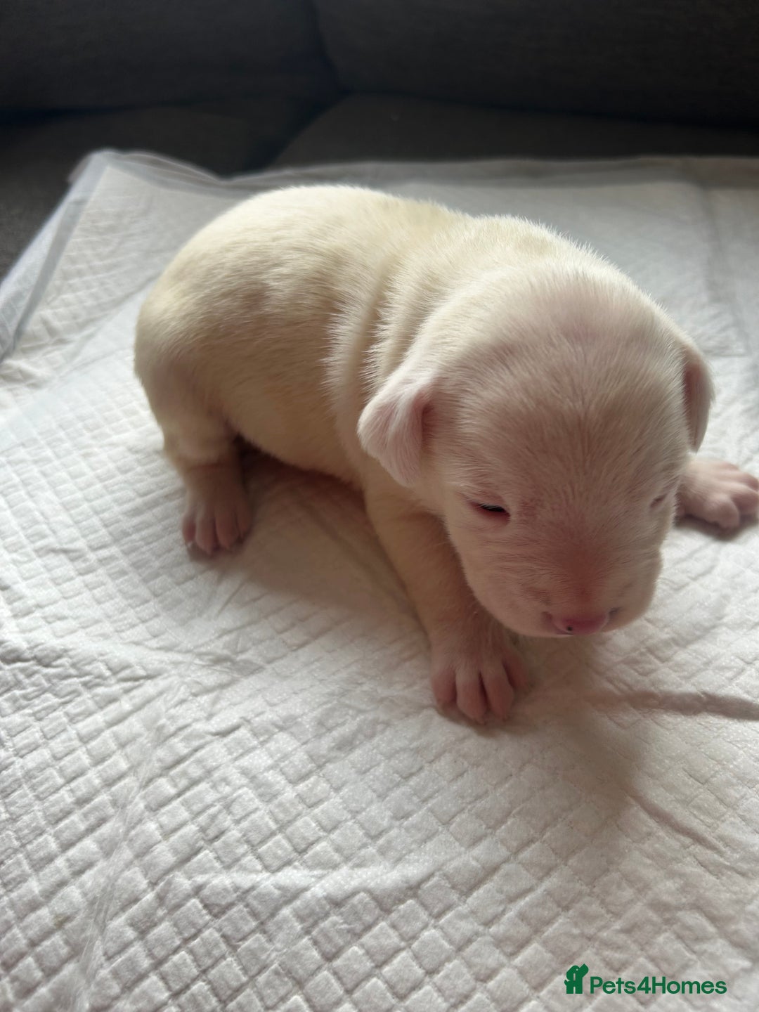 Mixed Breed dogs for sale: 🐾 11 Adorable Puppies From an Accidental Litter - Advert 27