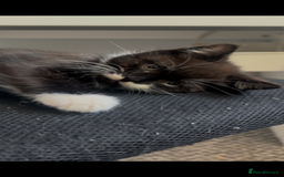 Mixed Breed cats for sale: 3 kittens left  - Image 2