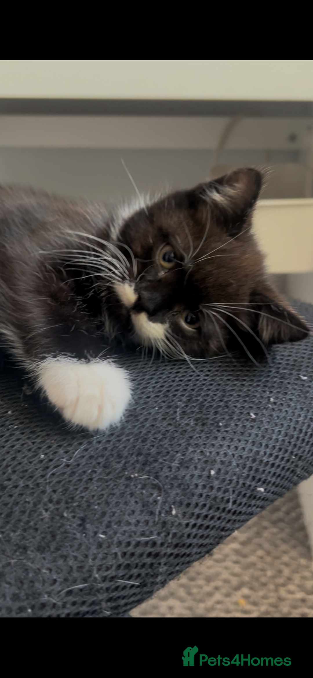 Mixed Breed cats for sale: 3 kittens left  - Image 2