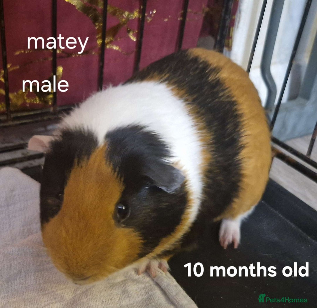 Guinea Pig rodents for sale: Tri coloured guinea pig girl and boy - Advert 2