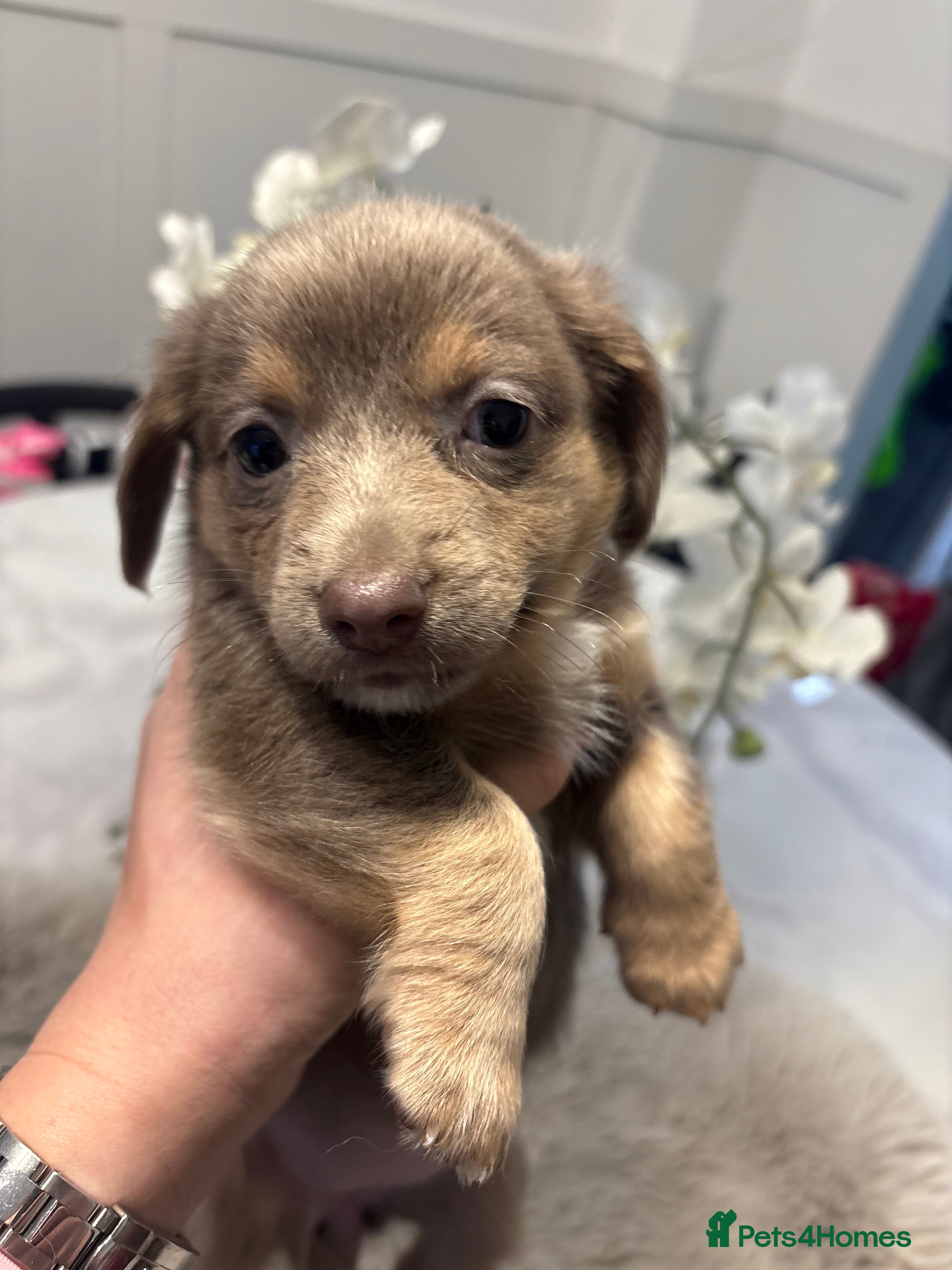 Chiweenie dogs Cheweenie - Advert 14