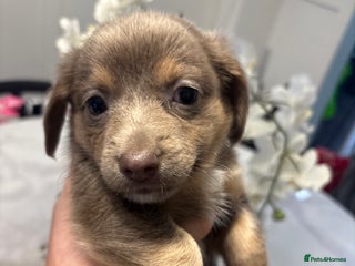 Chiweenie dogs Cheweenie - Advert 5