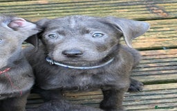 Labrador Retriever dogs for sale: Stunning Labrador puppies for sale  in Lostwithiel - Image 33