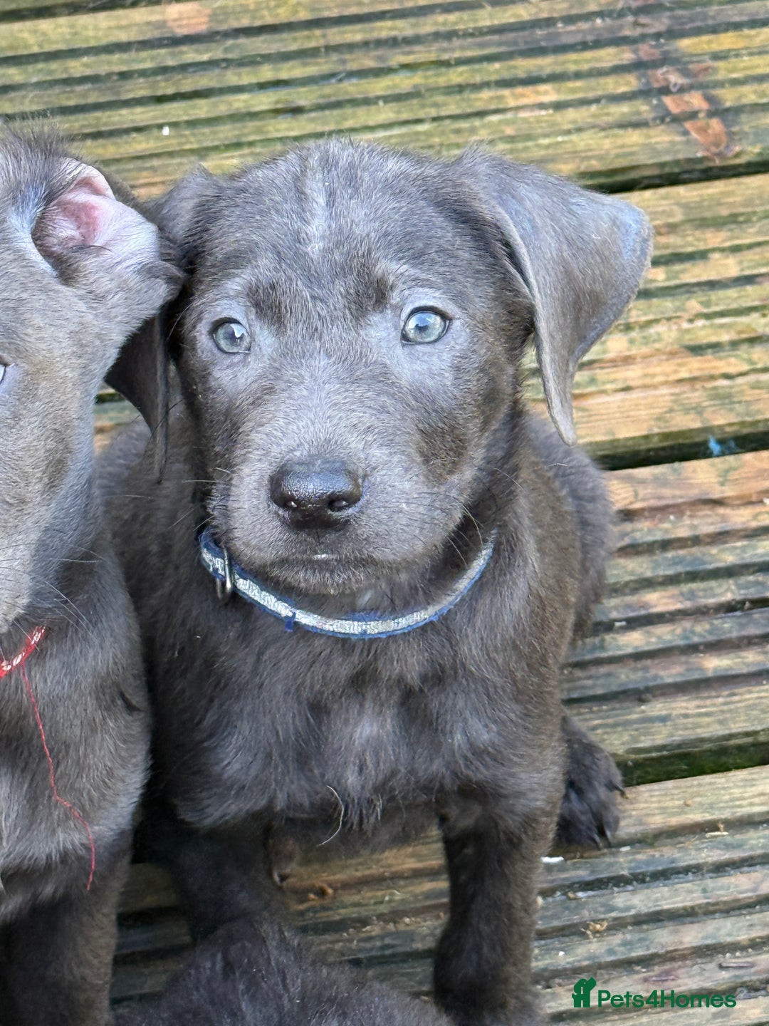 Labrador Retriever dogs for sale: Stunning Labrador puppies for sale  in Lostwithiel - Image 33
